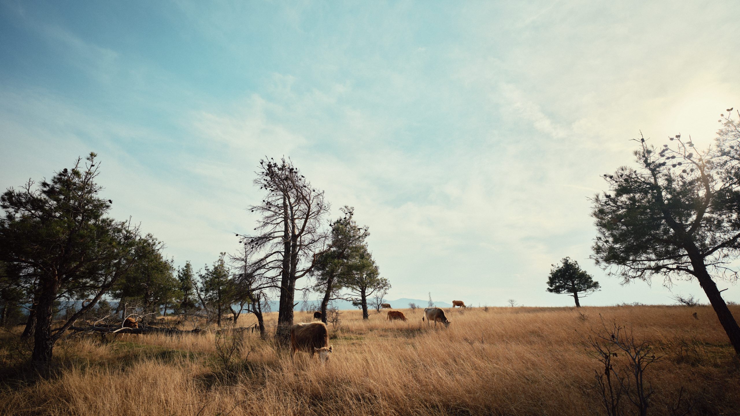 Travel photograph from Sakartvelo, Georgia, shot on medium format - frame 45