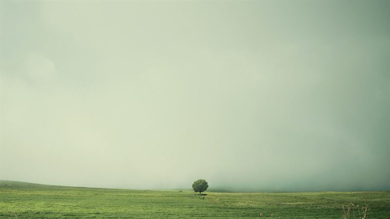A lone tree in a green field swallowed by fog